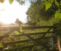 Horses on a summer's evening